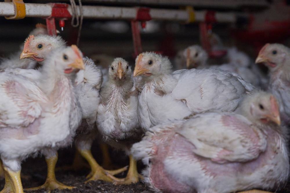 An industry insider previously alleged that a group of chicken cartels was planning to close their farms this weekend as a form of protest to the government for the delayed subsidy payment of 60 sen. — Picture by Miera Zulyana