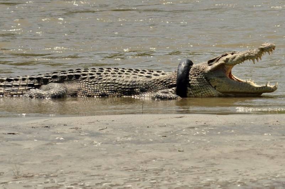 Witnesses claimed the victim was dragged underwater by the crocodile when he was crossing the river on a wooden bridge where the water level had risen. — AFP pic