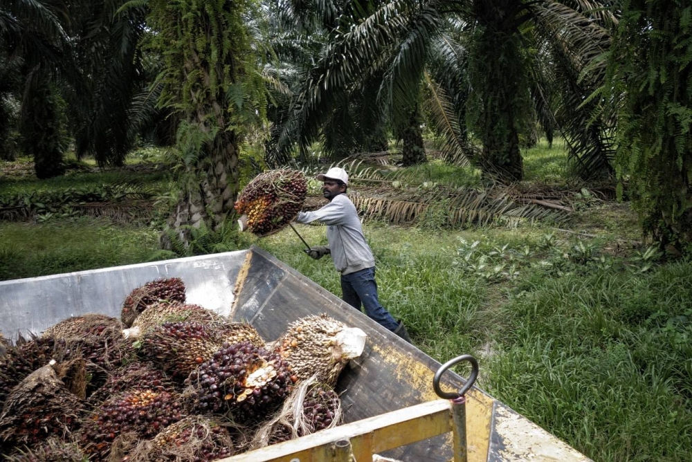 Indonesia is set to lift its palm oil export ban effective May 23, 2022.  — Picture by Shafwan Zaidon