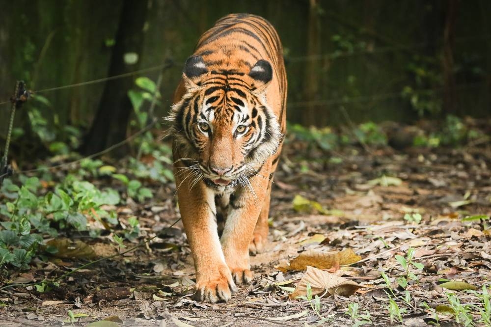 A Malayan tiger is seen at the national zoo in Kuala Lumpur, November 22, 2020. — Picture by Yusof Mat Isa