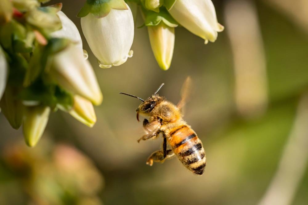 Honey bees and bumblebees are among pollinating agents that are essential in the ecosystem.