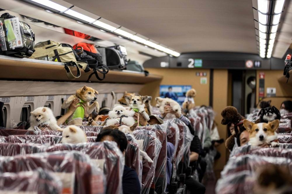 Passengers hold up their dogs on a shinkansen bullet train ride from Tokyo to the resort town of Karuizawa on May 21, 2022. ― AFP pic