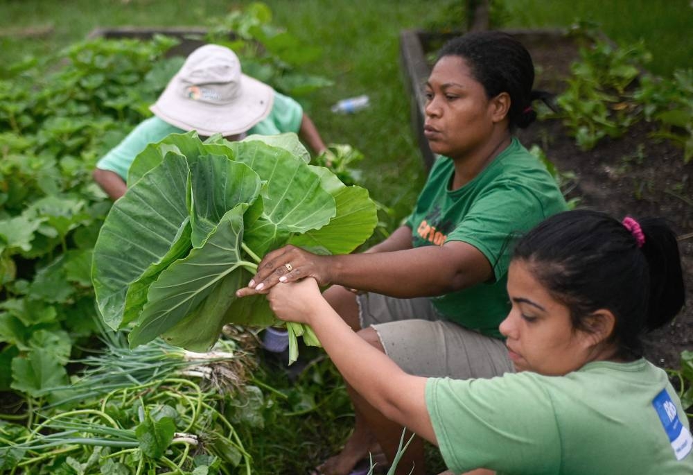 Rio's urban gardens produce healthy food for the poor - Vimarsana News