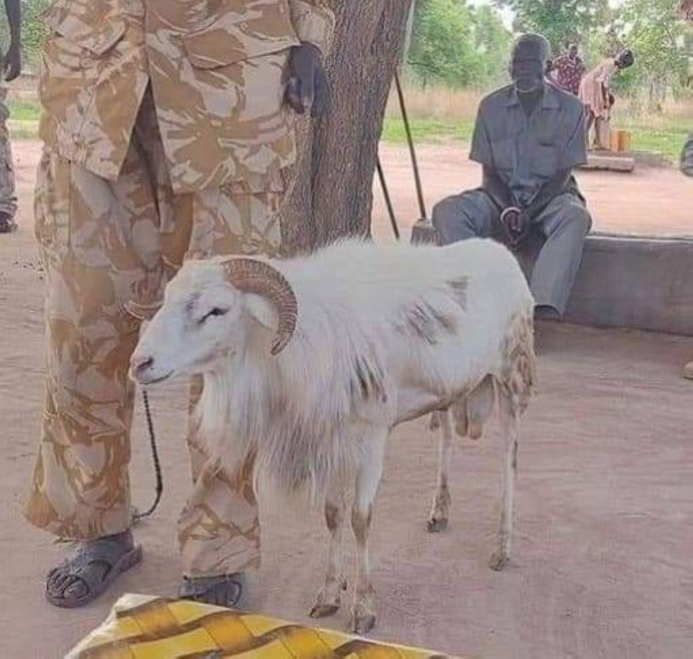 A ram in South Sudan has been sentenced to three years jail for killing a woman. —  Picture via Facebook/ Mafu Sadam Gagamel