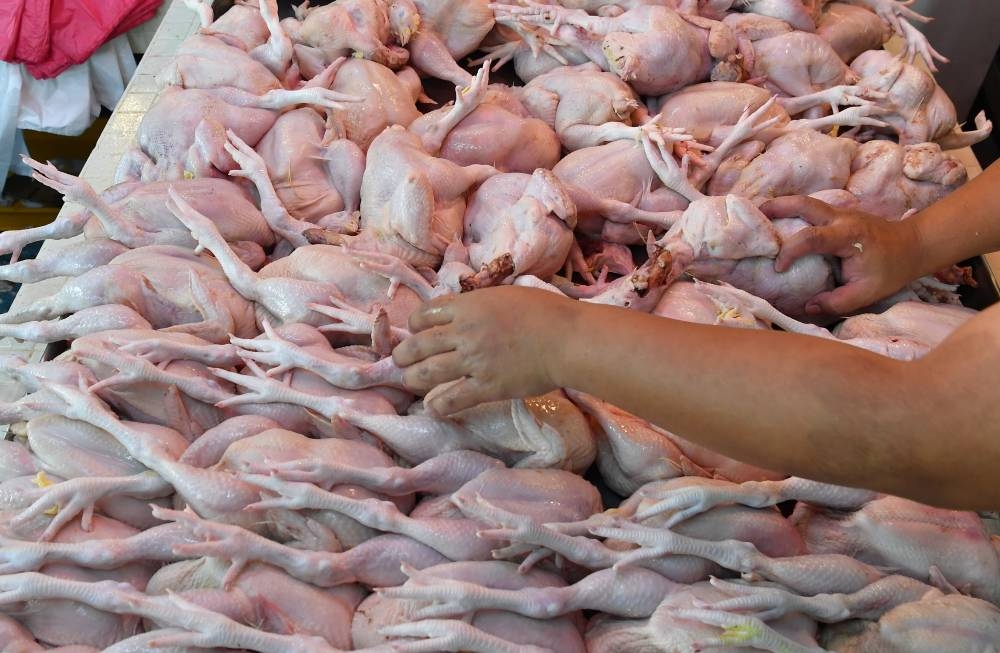 On May 23, Prime Minister Datuk Seri Ismail Sabri Yaakob said Malaysia will stop the export of 3.6 million whole chickens a month until production and prices stabilise. — Bernama pic 