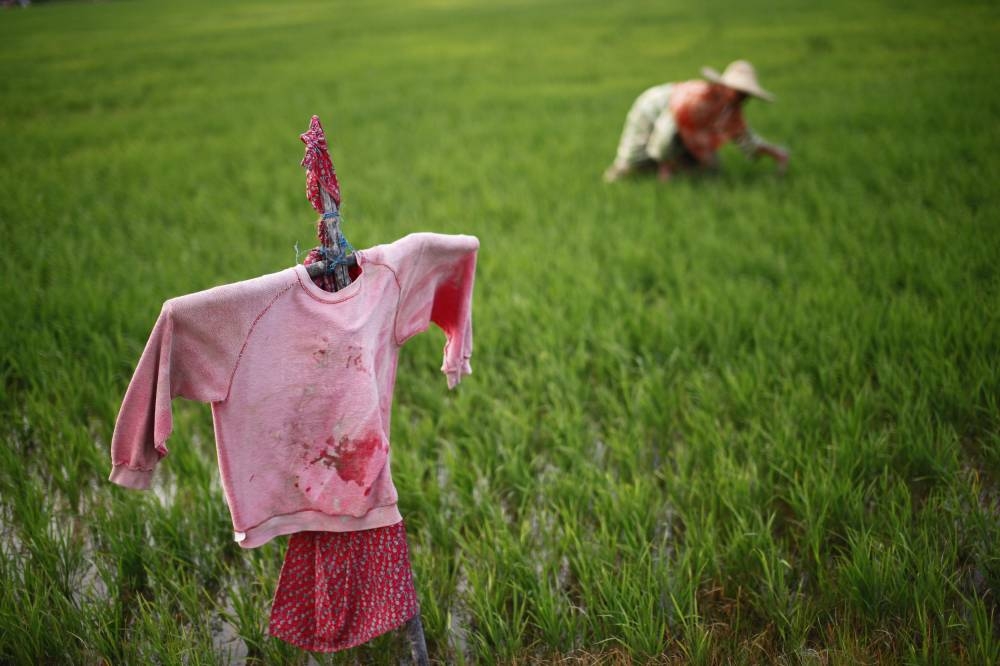 A woman works next to a scarecrow at a paddy field in Pangkalan Kubor district, near the Malaysian-Thai border February 23, 2014. - Reuters pic