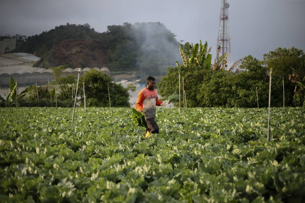 A worker is pictured at a vegetable farm in Cameron Highlands June 13, 2021. — Picture by Ahmad Zamzahuri