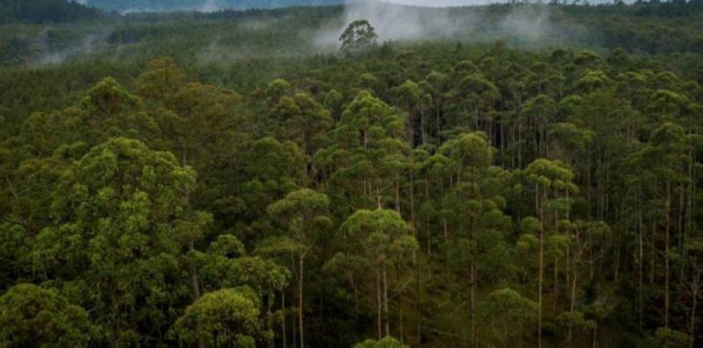 Datuk Amar Awang Tengah Ali Hasan said forest certification is an ongoing commitment of the Sarawak government in line with the aspirations of Post Covid-19 Development Strategy (PCDS) 2030. — Borneo Post Online file pic