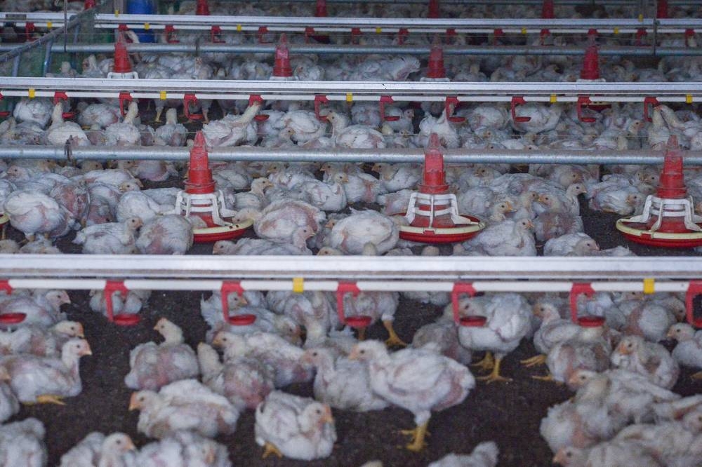 Egg factory under probe after poor living conditions for staff exposed, says Melaka exco - Vimarsana News