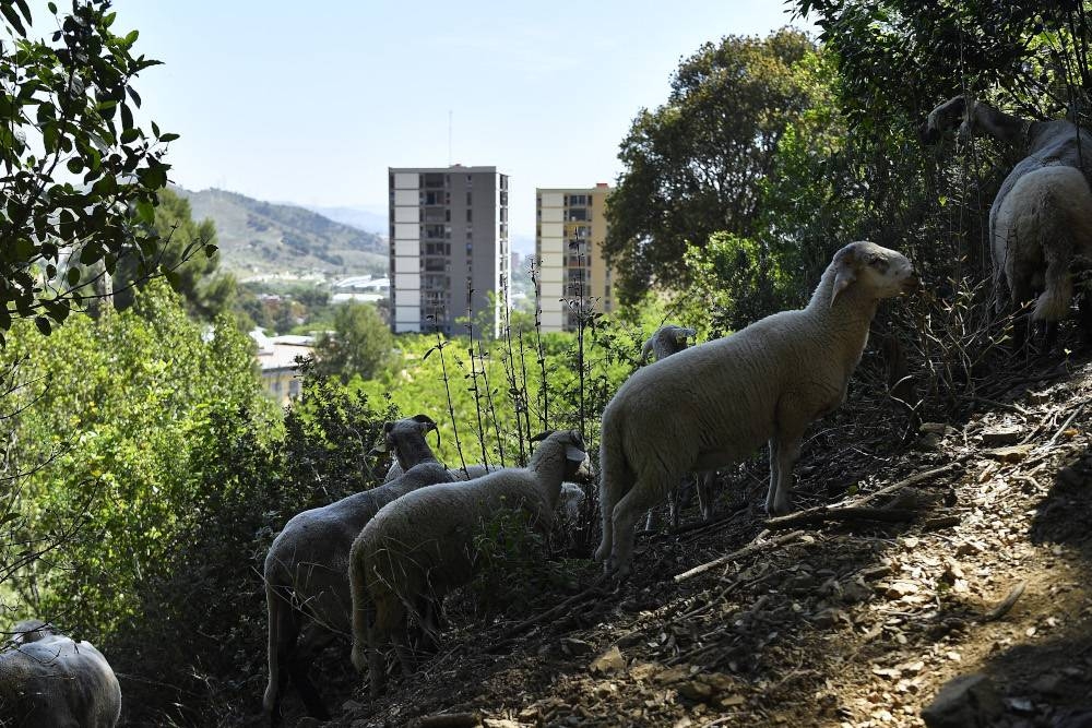 Barcelona recruits sheep, goats to fight wildfires - Vimarsana News