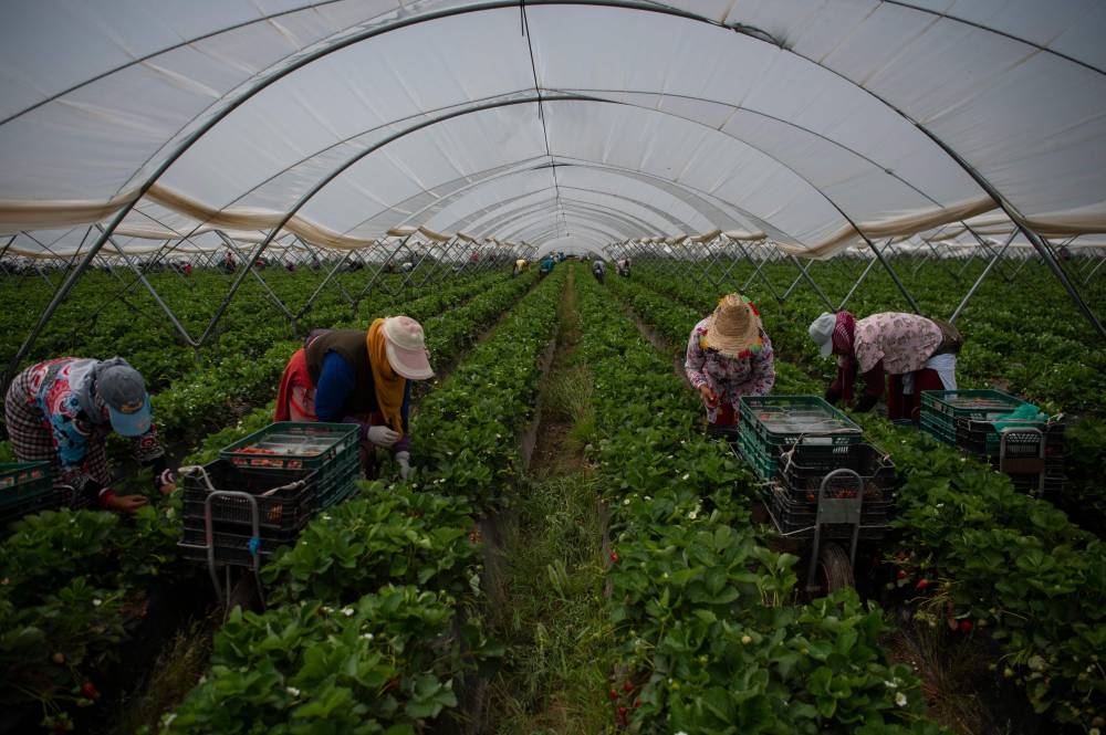 Strawberry pickers are at work in a greenhouse in Ayamonte, Huelva, on May 20, 2022. — AFP pic
