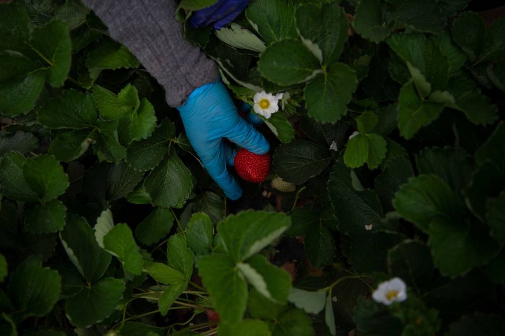 A woman picks a strawberry in Ayamonte, Huelva, on May 20, 2022. — AFP pic