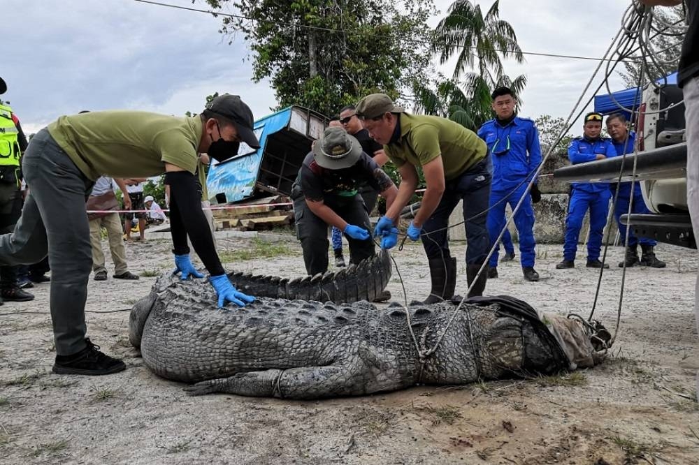 The 4.3-metre crocodile that was captured on Wednesday evening. — Borneo Post Online pic