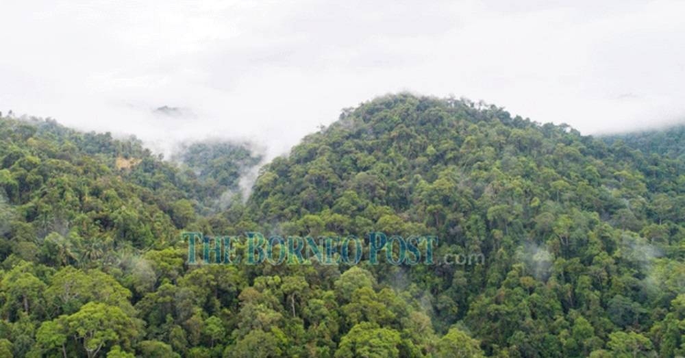 Sarawak's Amended Bill paves way for capital generation from forests, says WWF-Malaysia - Vimarsana News