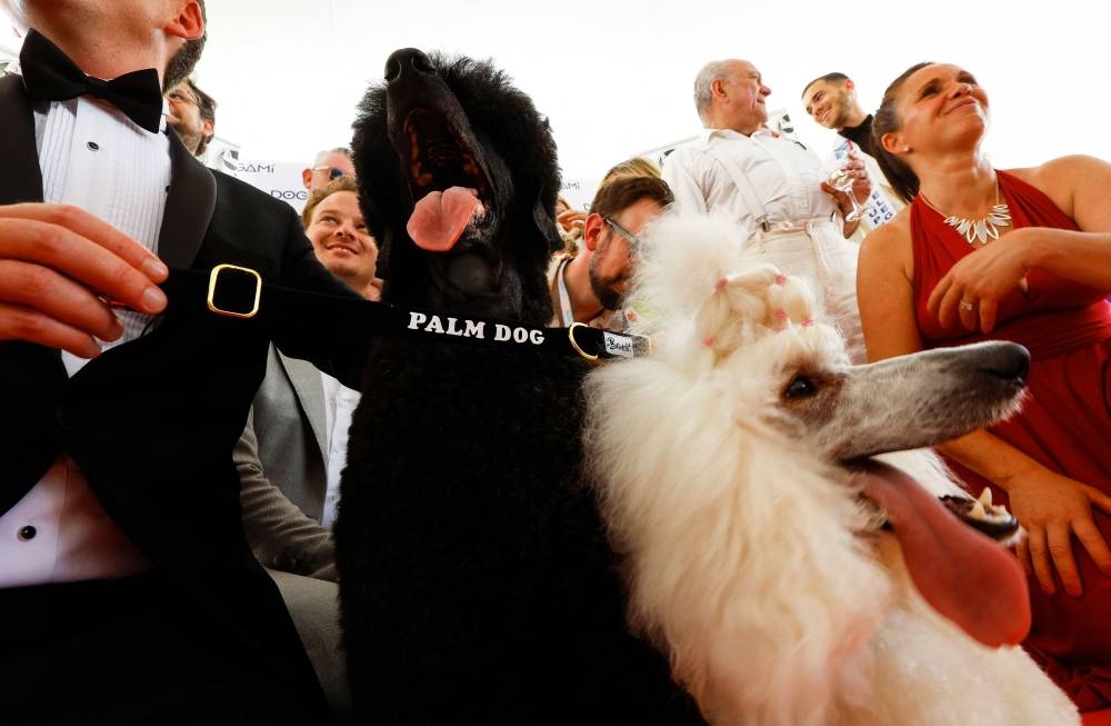 Julieta, a Standard Poodle, receives the Palm Dog award on-behalf of the dog named Beast in the film 'War Pony' at the Cannes Film Festival in France May 27, 2022. — Reuters pic