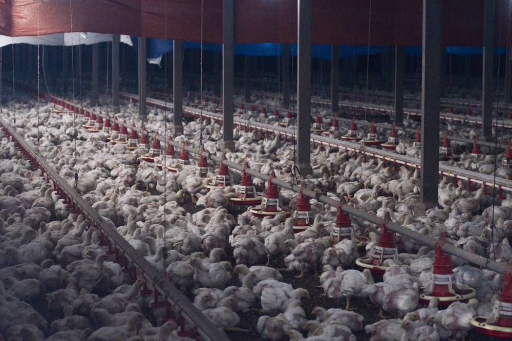Earlier this month, Prime Minister Ismail Sabri announced a stop to Malaysia's export of its chickens from June 1 until prices and supply in the country stabilises. — Picture by Miera Zulyana