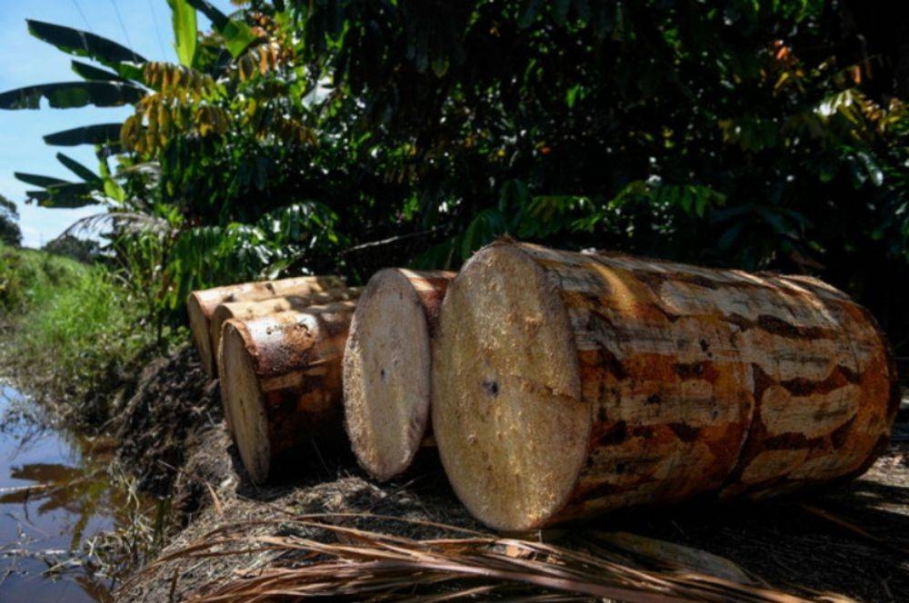 Rumbia trees also known as balau are the main source of income for the Melanau people, especially around Mukah and Dalat. Mukah has the largest sago plantation area in Sarawak. The Sarawak Government through the establishment of the Nipah and Sago Industry Development Authority (Linas) pays serious attention to the development of the commodity. — Bernama file pic