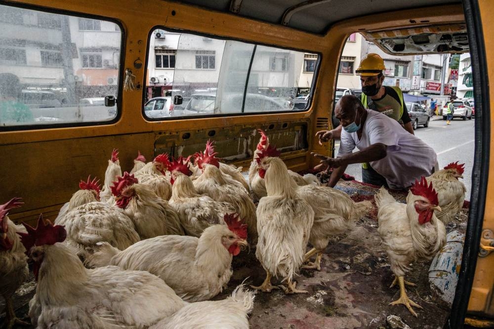 A chicken seller catches a chicken for his costumer in Kuala Lumpur May 26, 2022. Risda is expanding its role to help the country’s agrofood production by planning to raise broilers to cover the shortage in chicken supply. — Picture by Firdaus Latif