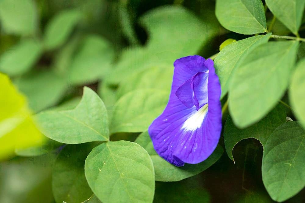 Butterfly pea flowers can be made into an extract for its natural blue colour.