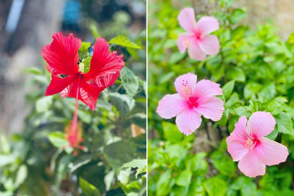 Who knows? One day someone might make Nyonya 'zung' using hibiscus flower extract.