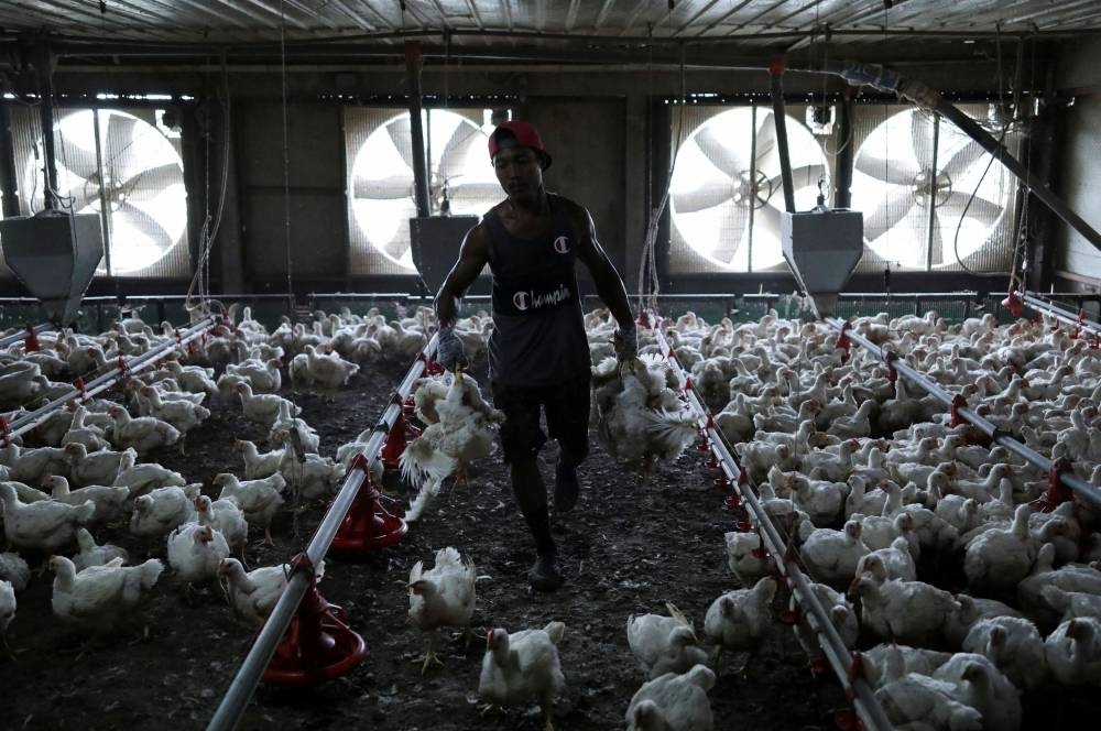 A worker carries chickens at a poultry farm in Sepang, Selangor, May 27, 2022. — Reuters pic 