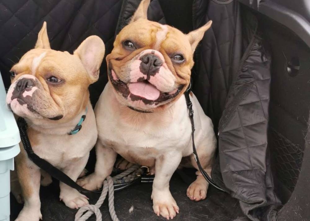 Singapore dog trainer fined S$8,000 for causing death of two bulldogs from heat stress - Vimarsana News
