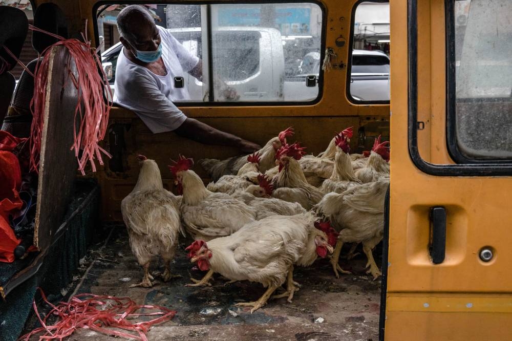 A subsidy of RM729 million was allocated to farmers to maintain the price ceiling of RM8.90/kg of chicken that has been in effect since February 2. — Picture by Firdaus Latif