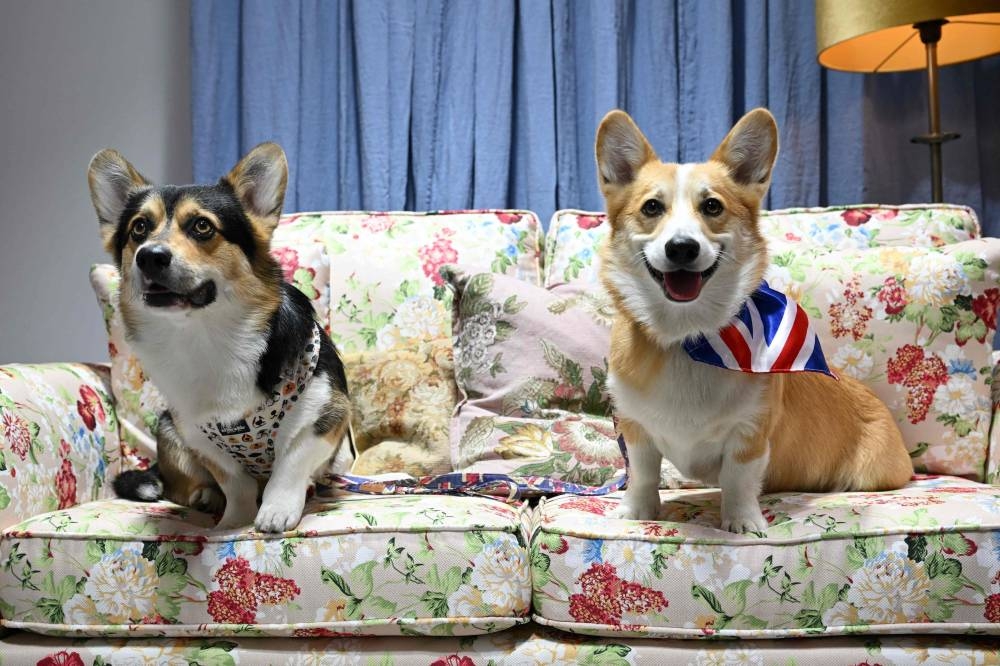 Two corgi dogs named Percy (left) and Obi (right) sits on a couch during the Corgicam event taking place at Leadenhall Market, central London, on June 1, 2022 prior to the Platinum jubilee celebrations of Britain's Queen. — AFP pic