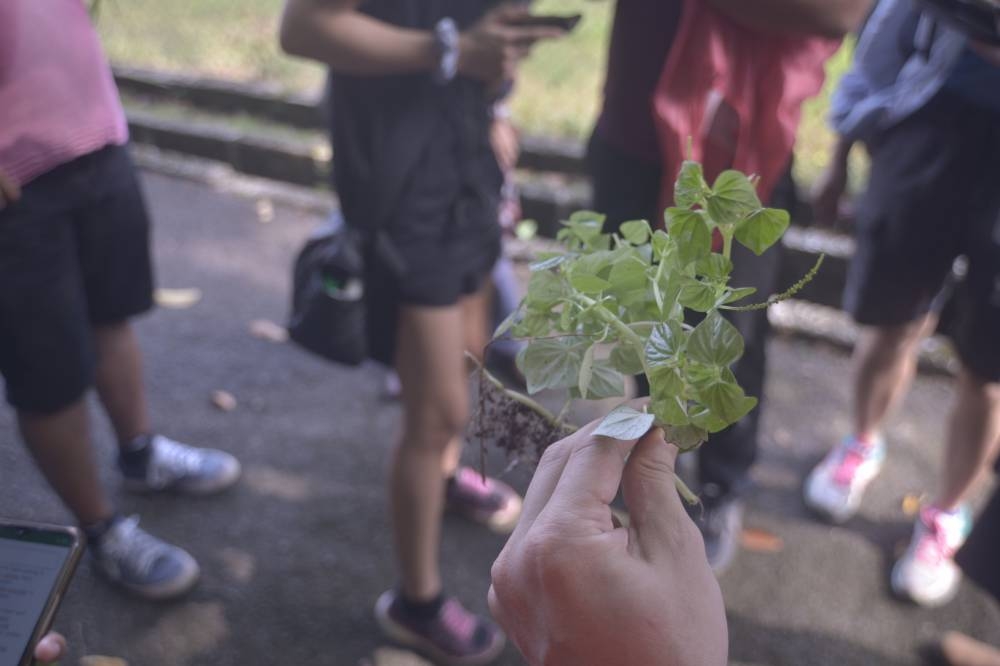 A participant at ImgaiNasi holds up a freshly foraged plant, found at UM's premises. Through experiential activities, UBI hopes to get more people comfortable with nature and all that comes with it.