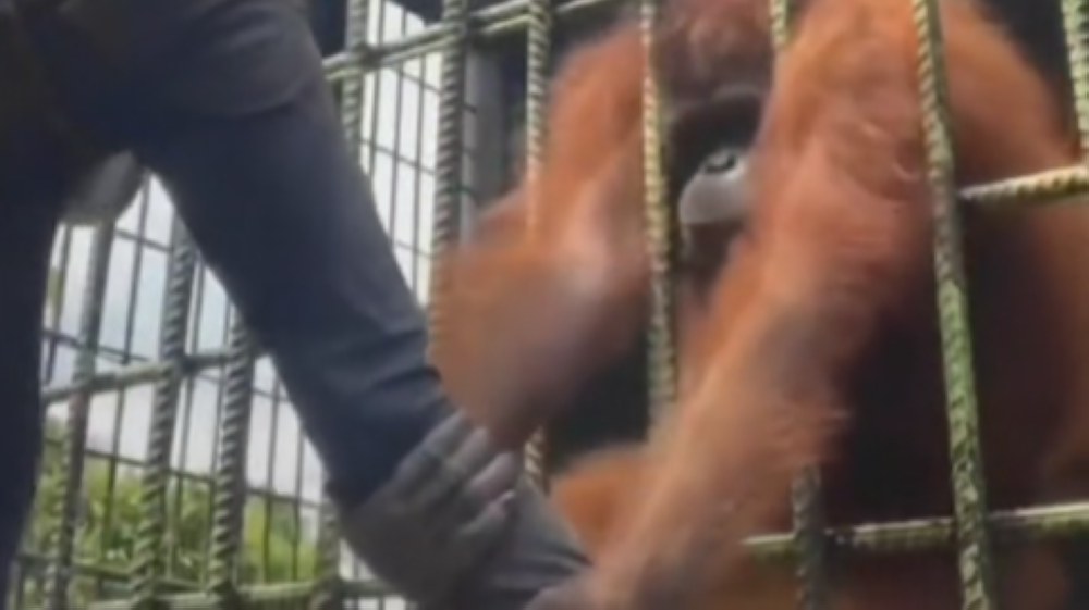 The young man caught in the hands of the enraged orangutan. — TikTok screencap 