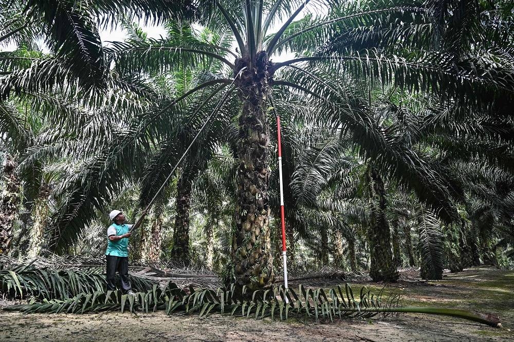 According to the Malaysian Palm Oil Board, Malaysia’s CPO stocks for May 2022 declined 7.03 per cent to 829,855 tonnes from 892,596 tonnes recorded in the previous month. ― AFP pic