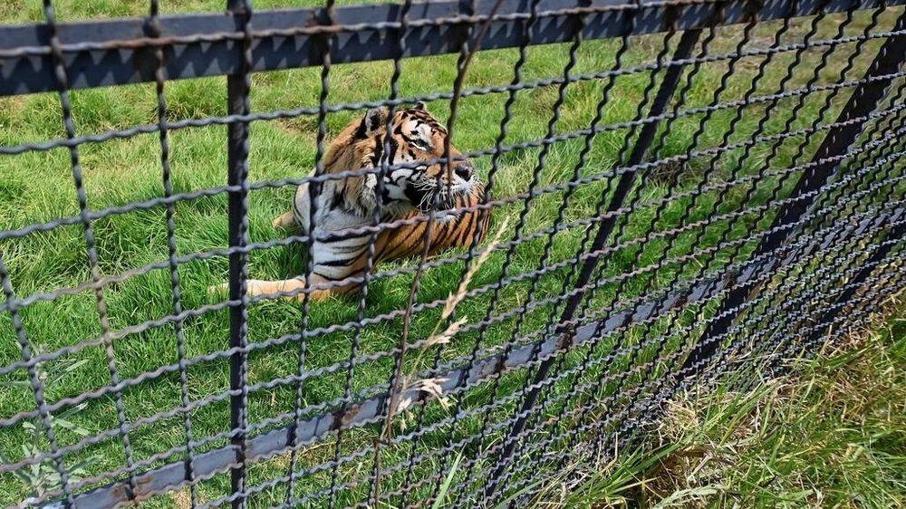 Far from home, new chance in Mexico for Frida the rescued 'pet' tiger - Vimarsana News
