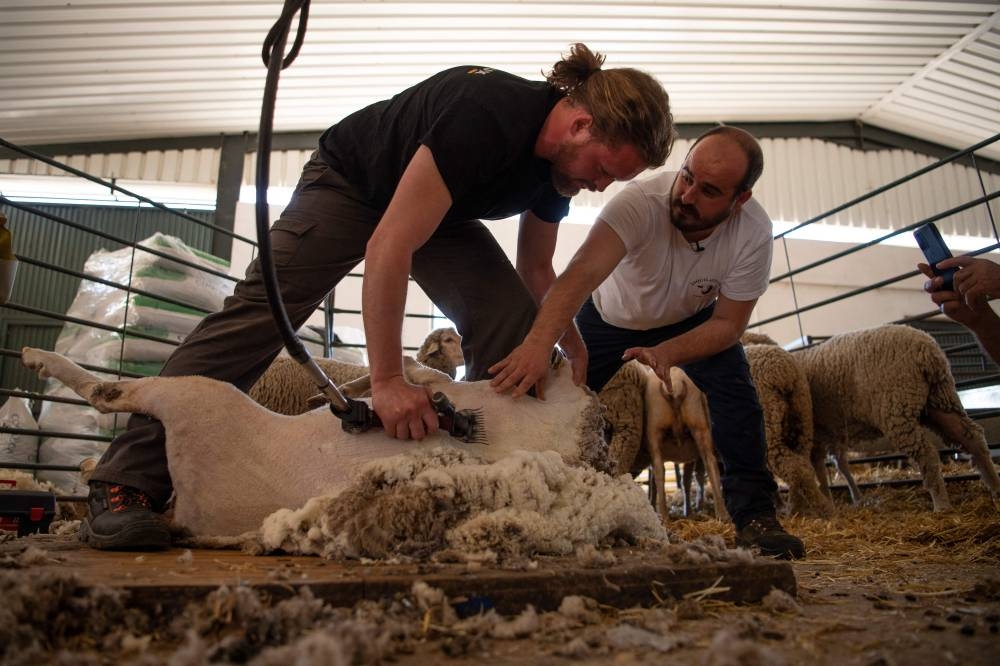 Hi-tech herd: Spain school turns out 21st-century shepherds - Vimarsana News