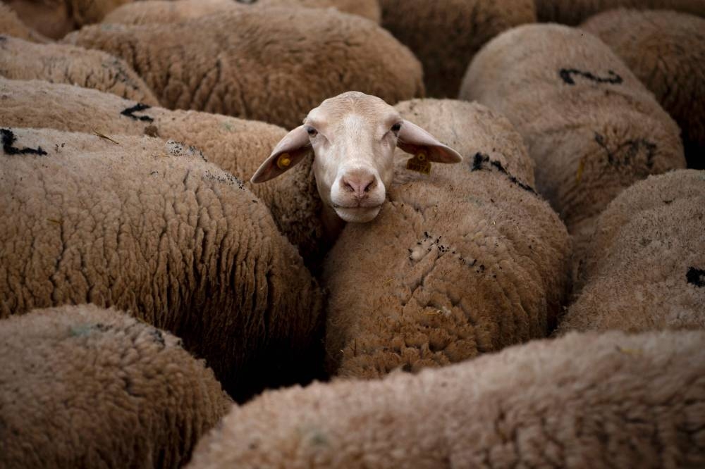 El 13 de mayo de 2022 se avistaron ovejas en la escuela de pastores de la finca Cobrado en Casar de Casares.  - Imagen AFP