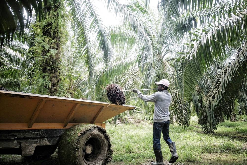 Malaysia lacks at least 1.2 million workers across manufacturing, plantation and construction, a shortage worsening daily as demand grows with an easing of the pandemic, industry and government data show. —  Picture by Shafwan Zaidon