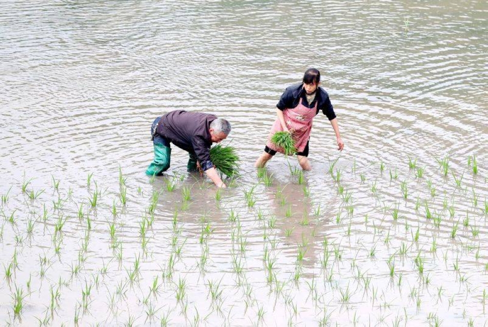 China is relatively self-reliant, producing more than 95 per cent of its needs in rice, wheat and maize. — Reuters pic