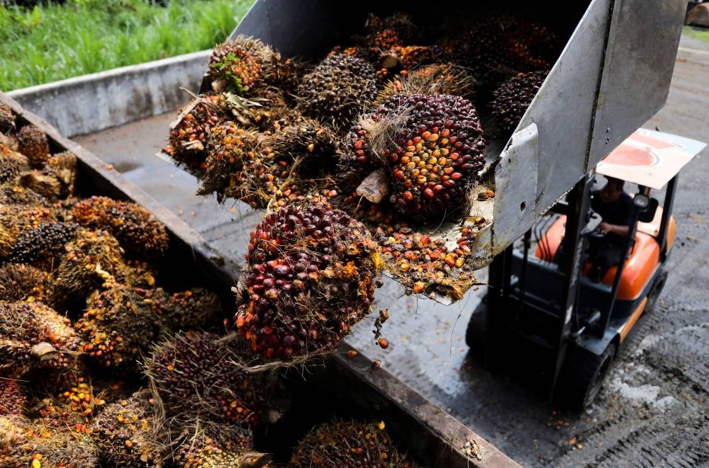 India's May palm oil imports drop 10pc as Indonesia curbs exports - Vimarsana News