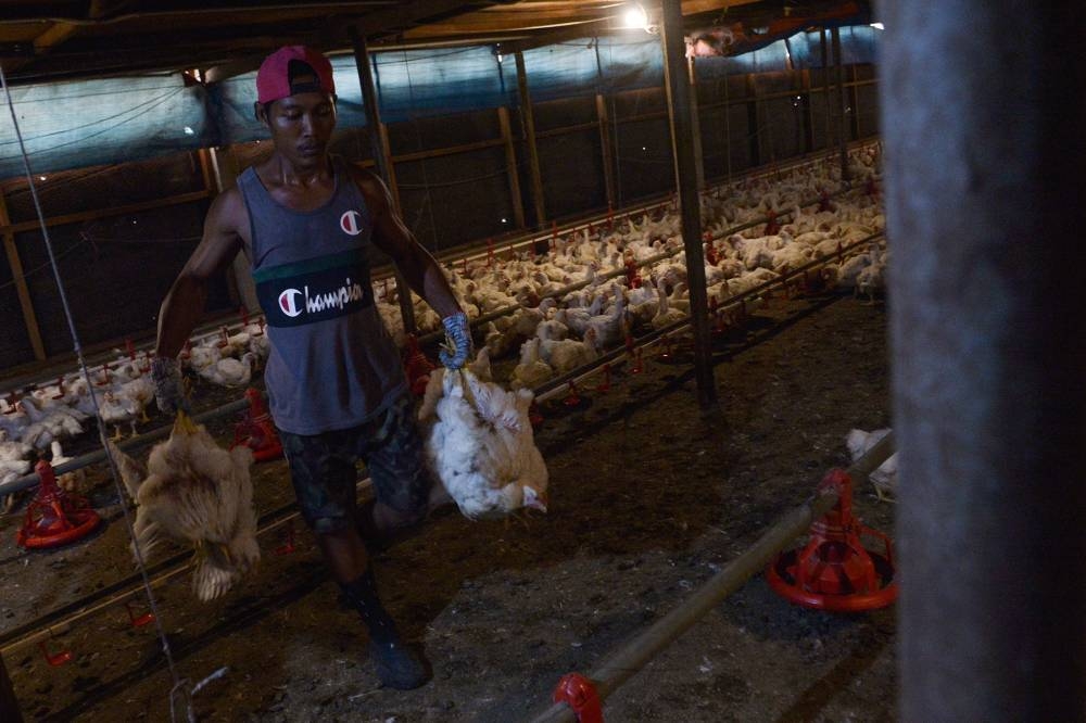 Poultry farm workers carry broiler chickens at a poultry farm in Sepang on June 02,2022. — Picture by Miera Zulyana