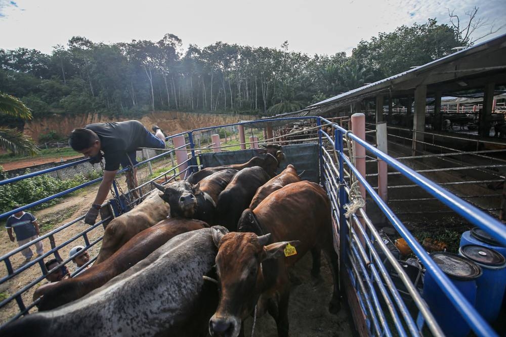 FMD is an acute and highly contagious viral infection of both domestic and wild cloven-hoof animals, and these include cattle, buffalo, domesticated deer, goat, sheep, pigs as well as wild boar and deer, said Sarawak’s Modernisation of Agriculture and Regional Development Minister Datuk Seri Stephen Rundie Itom. — Picture by Farhan Najib