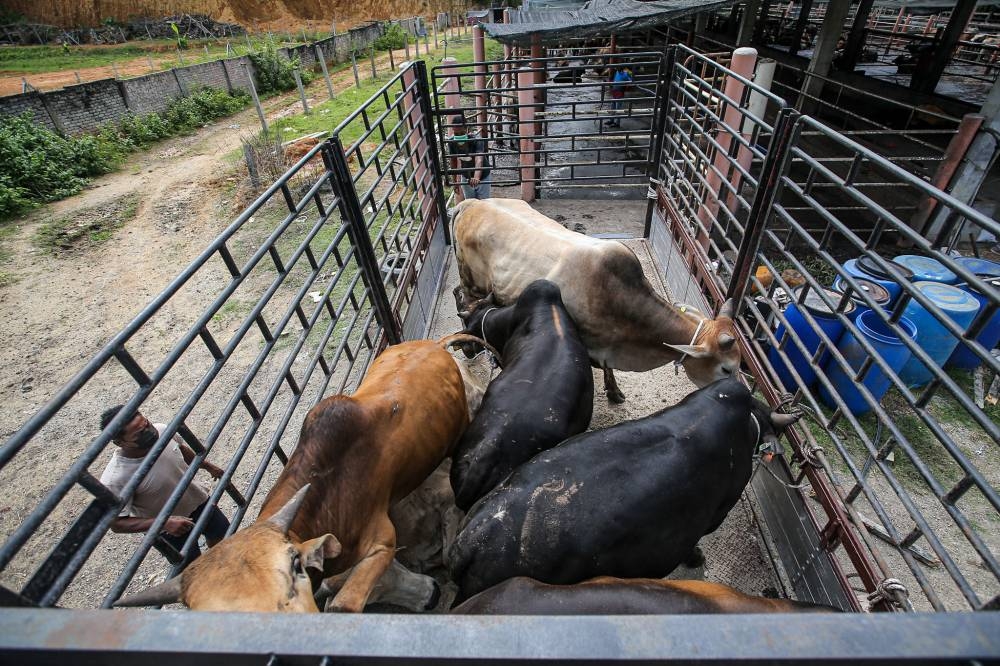 Minister in the Prime Minister’s Department (Religious Affairs) Datuk Idris Ahmad said the high demand for the sacrificial activity in conjunction with the festival was particularly for live cows. — Picture by Farhan Najib