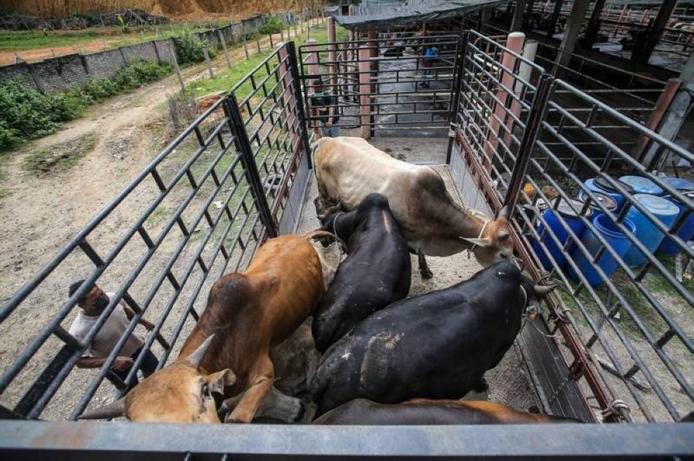 The shortage of sacrificial cattle for the Aidiladha celebration is expected to be resolved by importing cattle from Thailand. — File picture by Farhan Najib