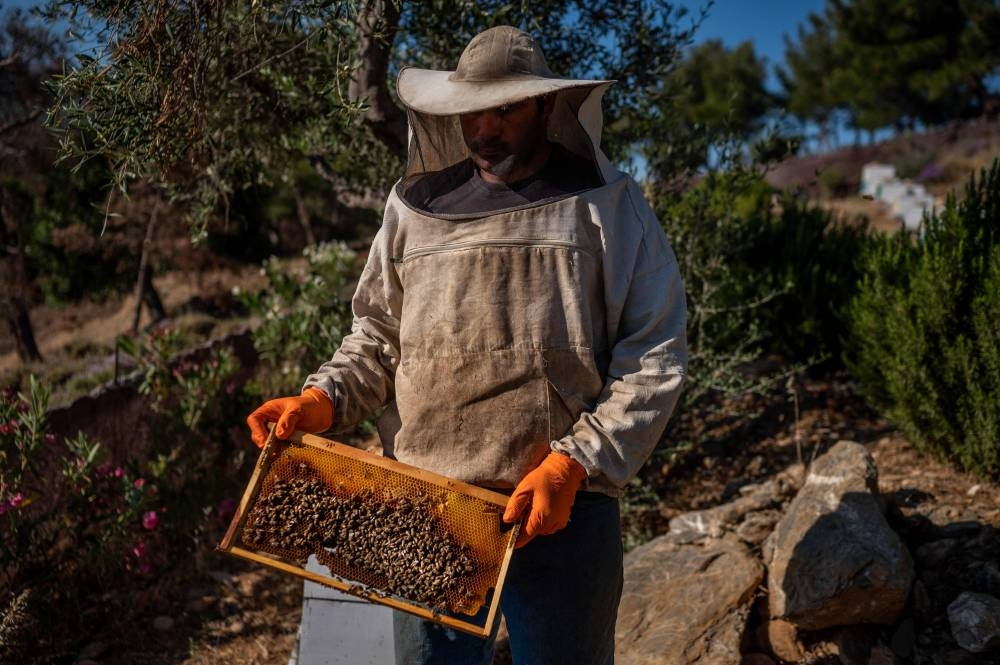 ‘Soul relief’: Bees help mentally ill on Greek island
