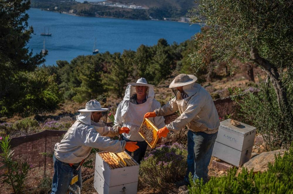 Στις 8 Ιουνίου 2022, οι κοινωνικοί λειτουργοί ελέγχουν τις μέλισσες με έναν ψυχικά ασθενή υπάλληλο (δεξιά) σε μια φάρμα που ονομάζεται «Το Καίσαρμα του Έρπη», μια φάρμα που διευθύνεται από την Κοινωνική Συμμαχία του Ψυχιατρικού Τμήματος Δωδεκανήσου στο νησί της Λέρου στην Ελλάδα.  - Εικόνα ETX Studio