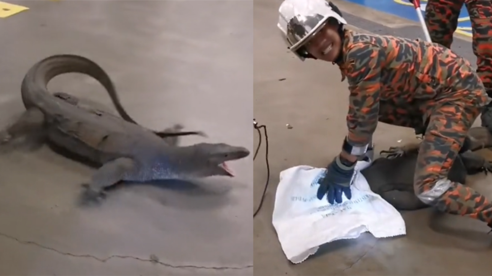 Jurassic Carpark : Large monitor lizard captured in Selangor the star of viral video (VIDEO) - Vimarsana News