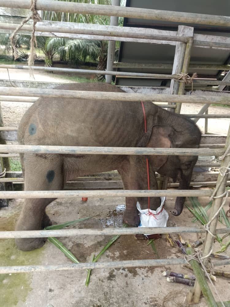 The baby elephant that has its right lower front leg amputated recently due to an injury caused by a snare has died. — Picture courtesy of Sabah Tourism, Culture and Environment Ministry