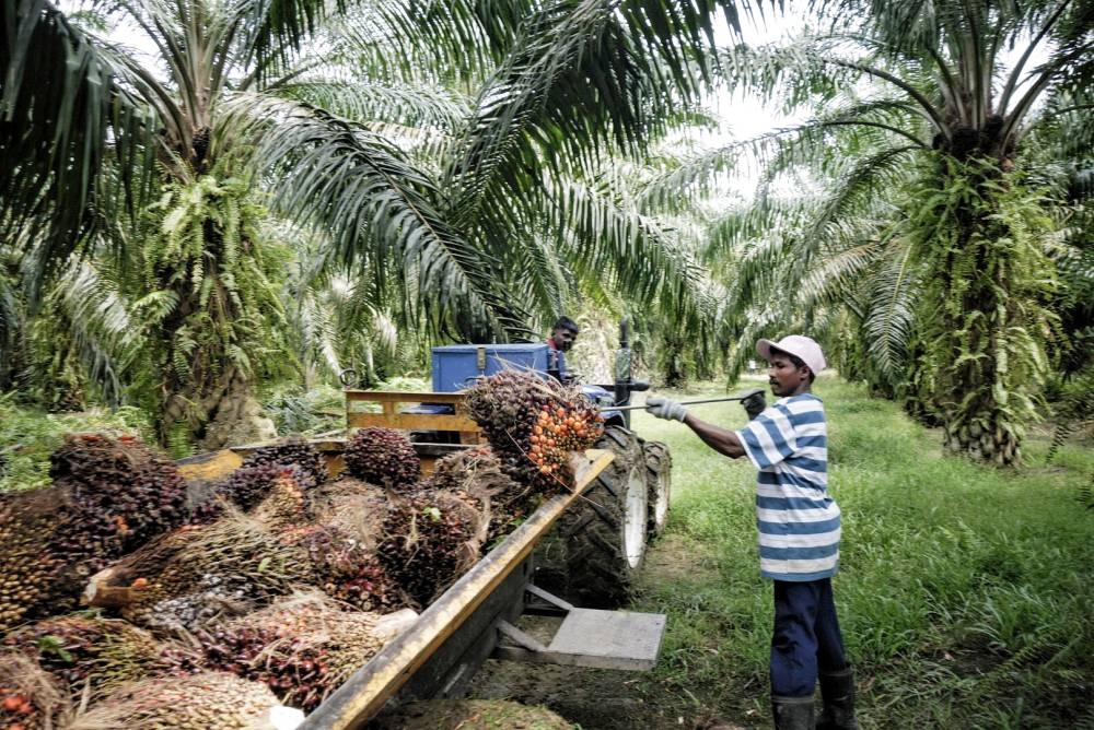 Workers collect palm oil fruit at a plantation in Sepang October 30, 2019. — Picture by Shafwan Zaidon
