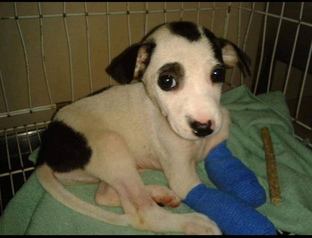 Patch when he was a puppy recovering from his injuries.  - Photo via Facebook / Malaysian Dogs Deserve Bette