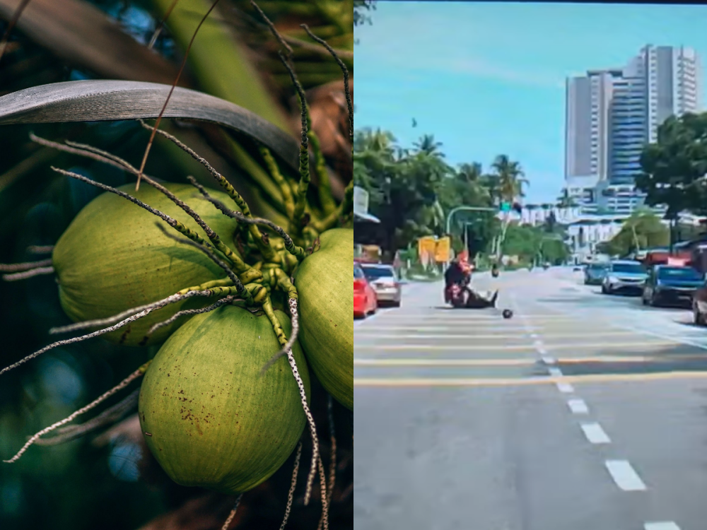 MBPP cut down 11 coconut trees considered as a risk to road users following a freak accident on Sunday. — Picture via Pexels.com and screenshot from Facebook/ Yaya Gani.