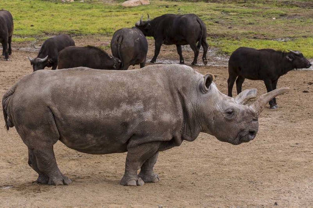 Nola, a critically endangered 40-year-old female northern white rhino, is shown at the San Diego Zoo Safari Park in this January 8, 2015 handout photo. — Reuters pic