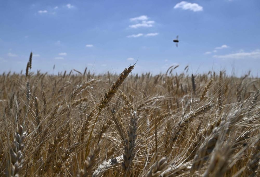 A photograph shows a wheat field at a farm next to Rai-Oleksandrivka village, on July 1, 2022, amid Russia’s military invasion launched on Ukraine. ― AFP pic